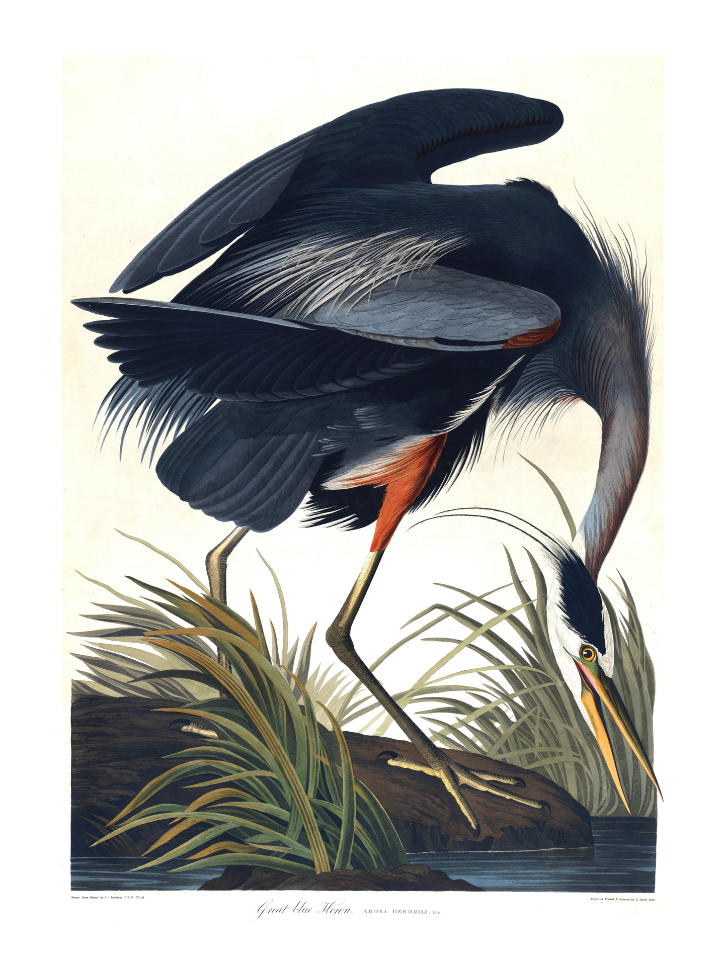 Stor blåhegre – Vintage kunstplakat - Retrotrykk