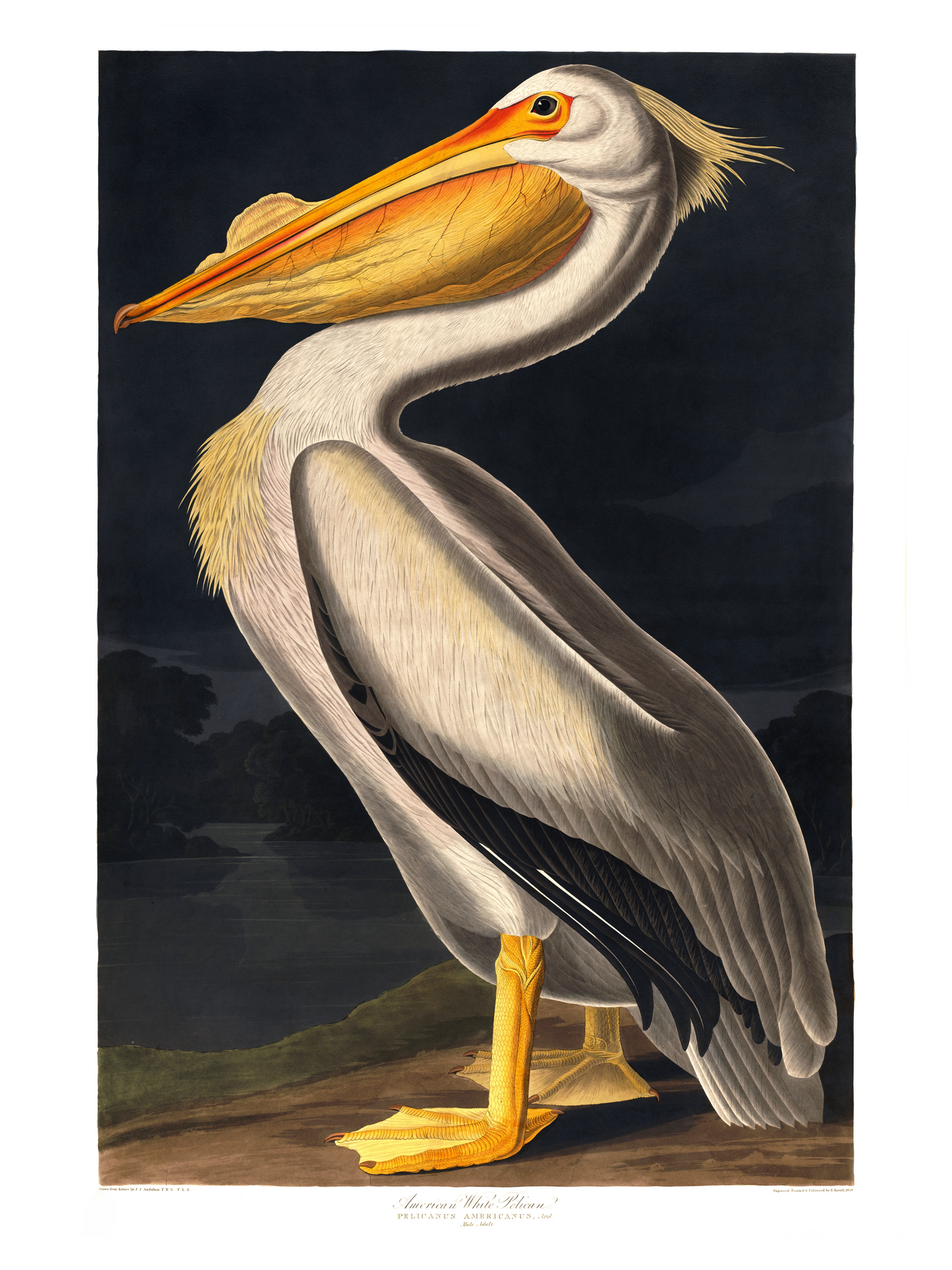 Pelikan – Vintage kunstplakat - Retrotrykk