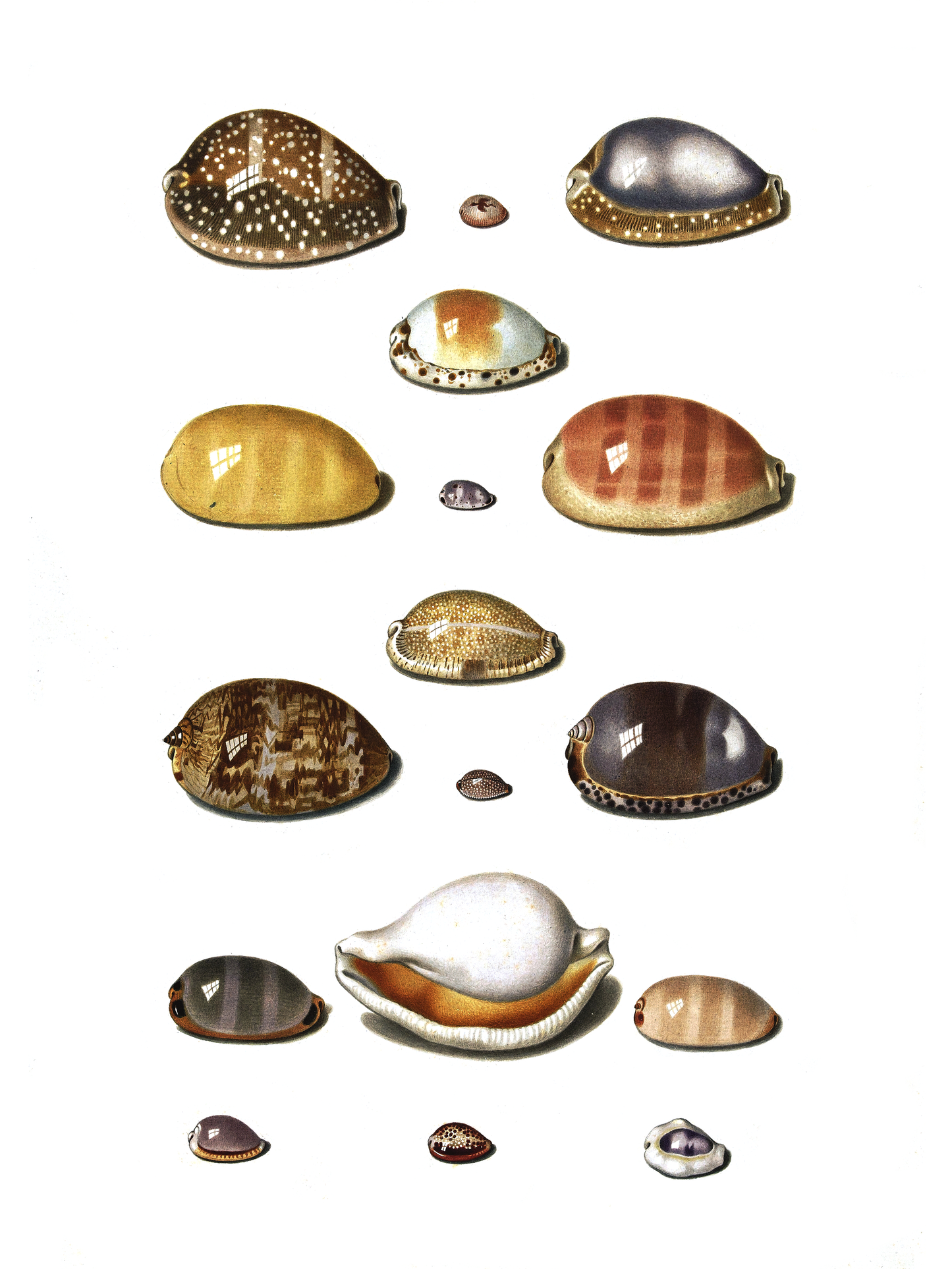 Sjøskjell - Vintage kunstplakat - Retrotrykk