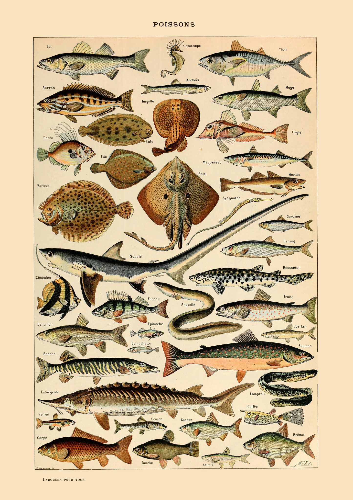 Fisk - Vintage kunstplakat - Retrotrykk