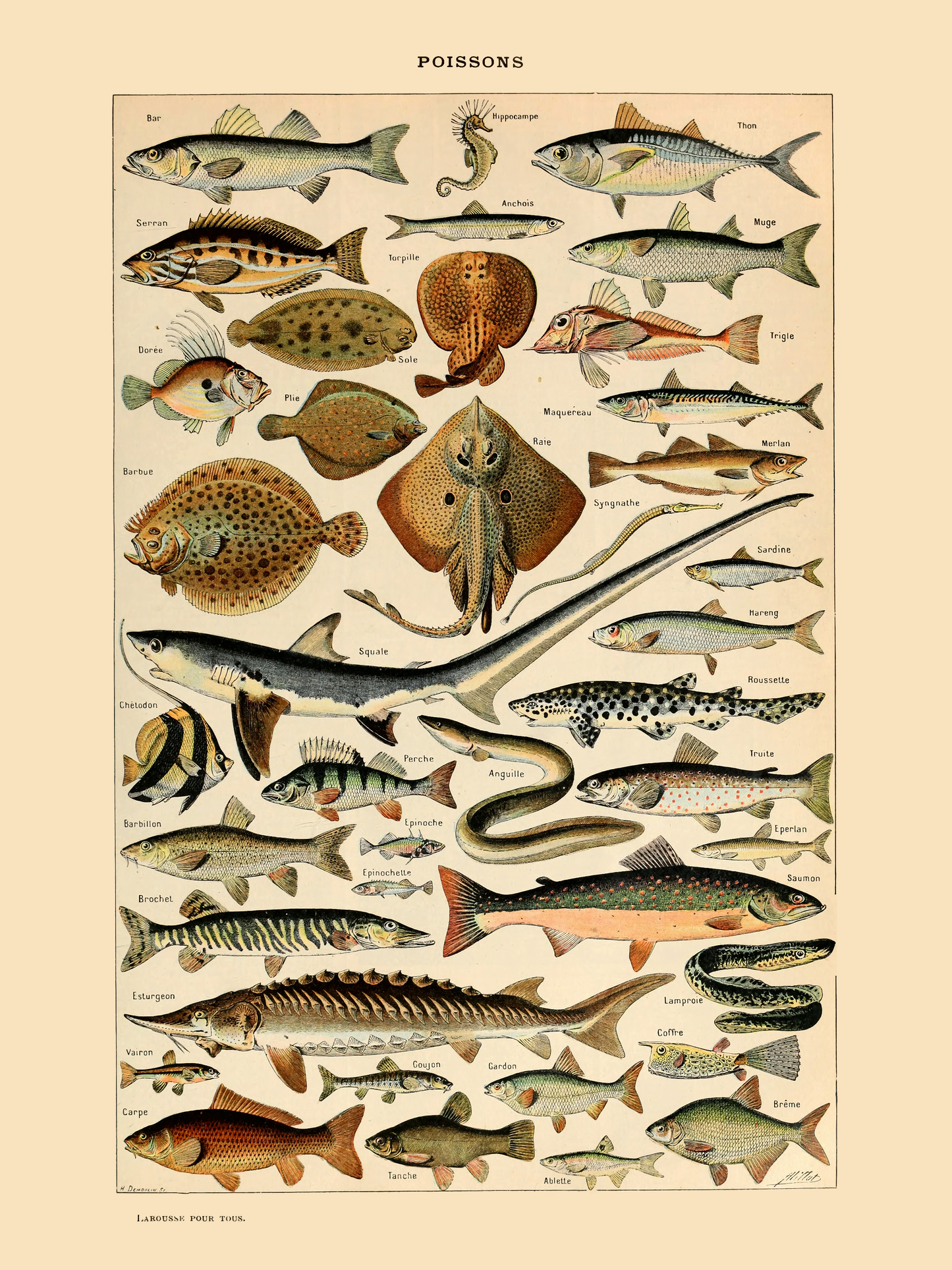 Fisk - Vintage kunstplakat - Retrotrykk