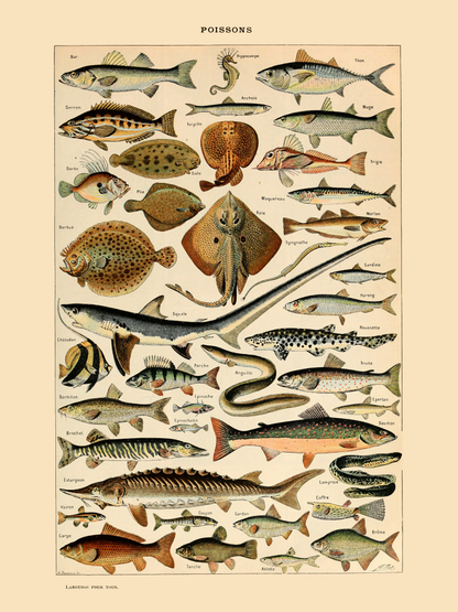 Fisk - Vintage kunstplakat - Retrotrykk