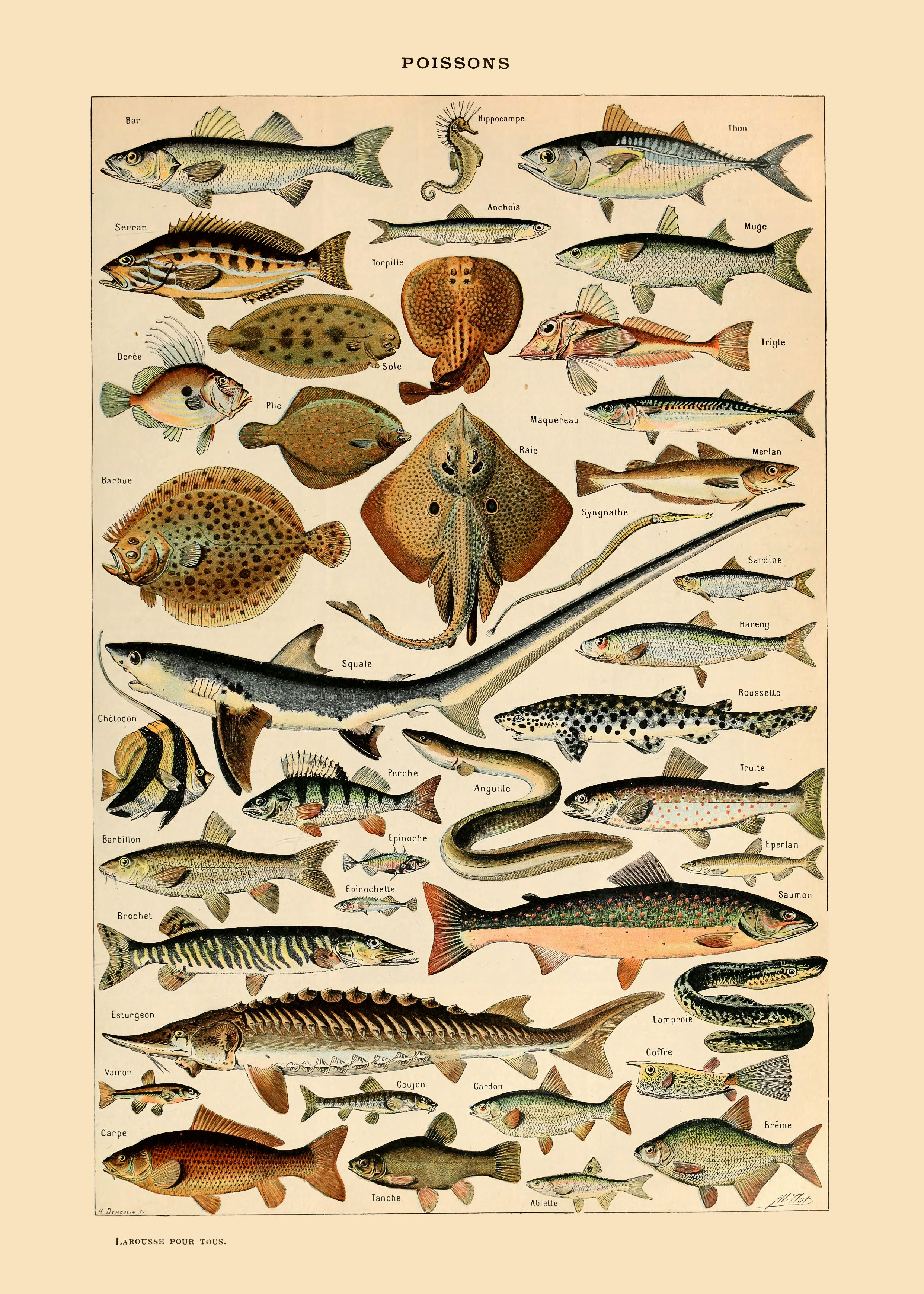 Fisk - Vintage kunstplakat - Retrotrykk