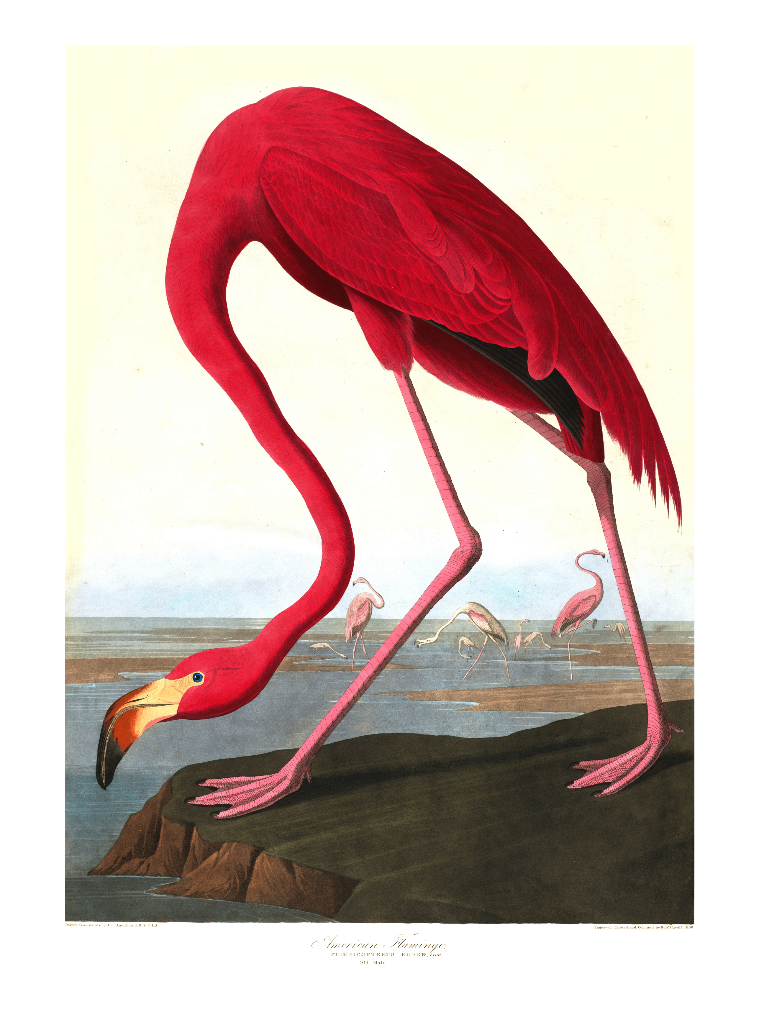 Flamingo – Vintage kunstplakat - Retrotrykk