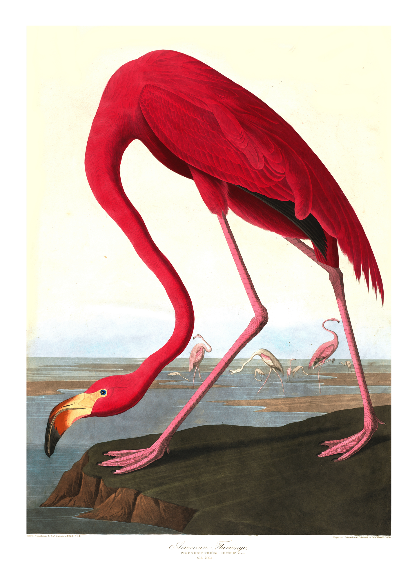 Flamingo – Vintage kunstplakat - Retrotrykk