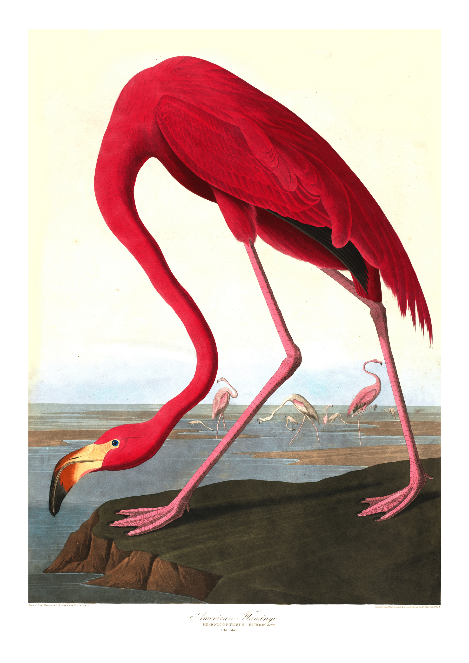 Flamingo – Vintage kunstplakat - Retrotrykk