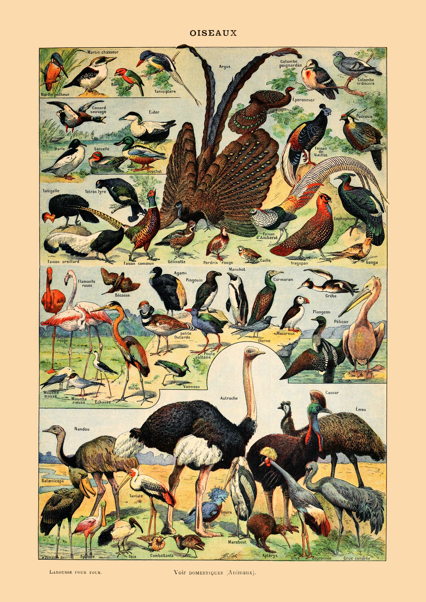 Samling av fugler - Vintage kunstplakat - Retrotrykk