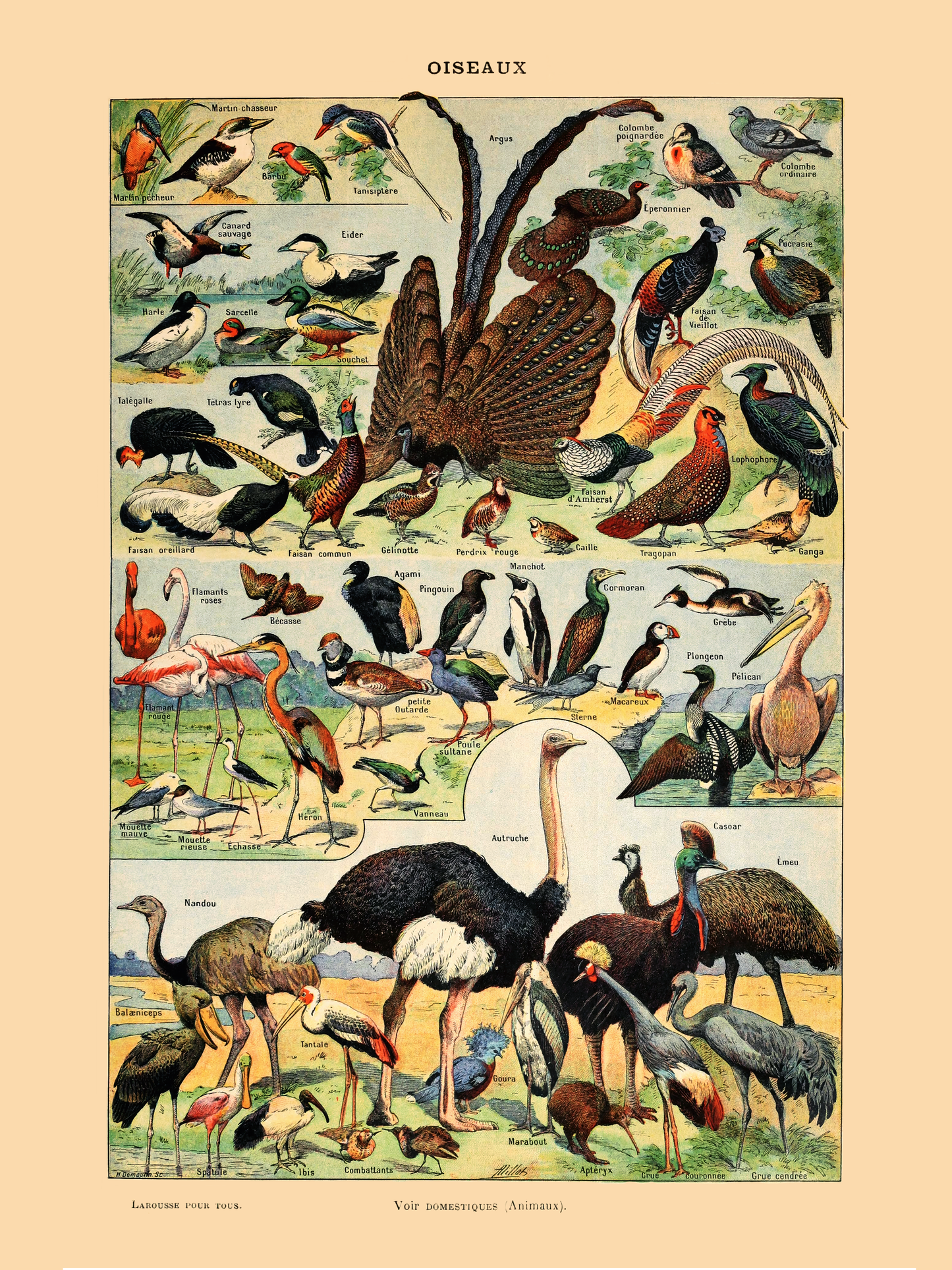 Samling av fugler - Vintage kunstplakat - Retrotrykk