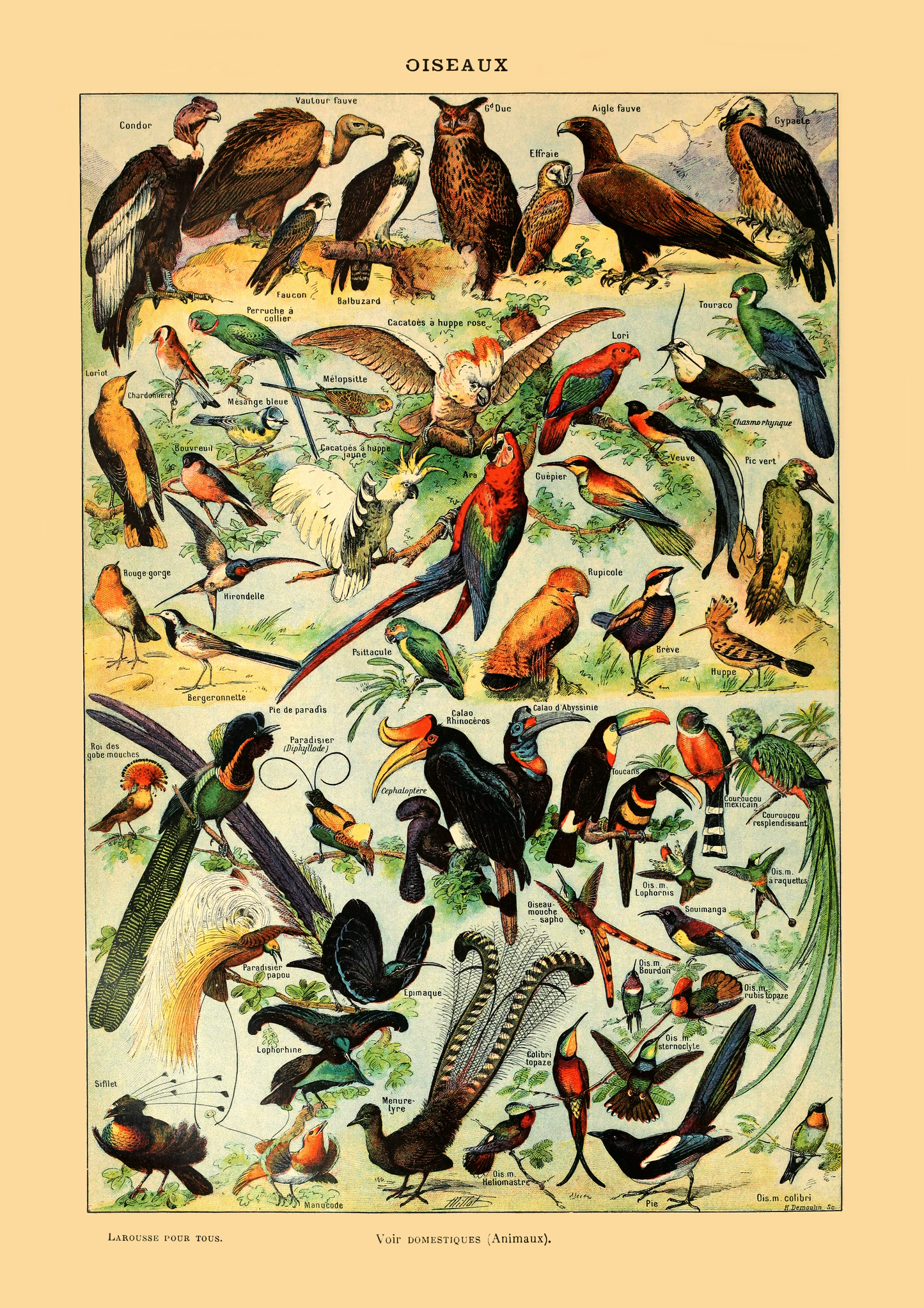 Samling av fugler - Vintage kunstplakat - Retrotrykk