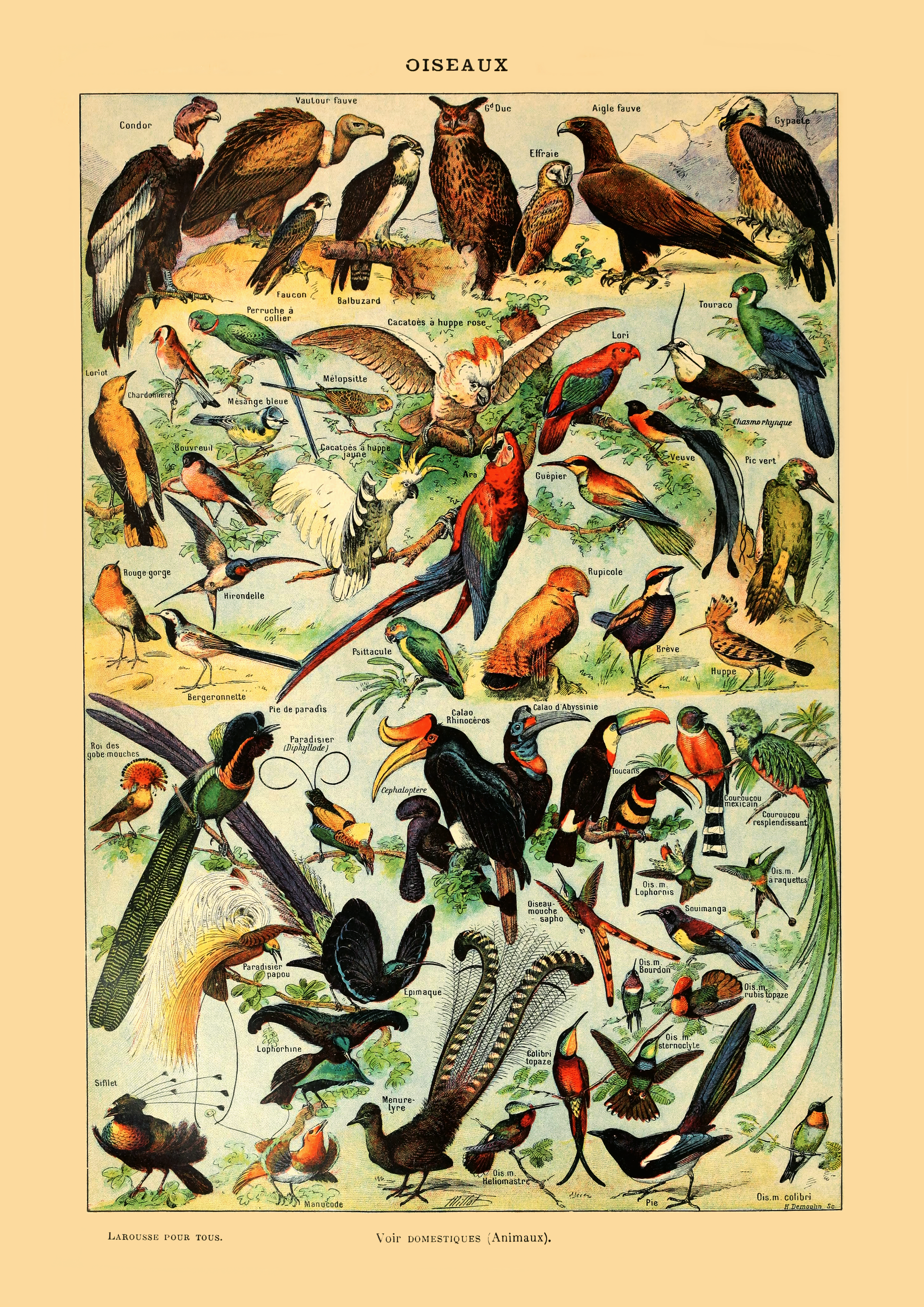 Samling av fugler - Vintage kunstplakat - Retrotrykk