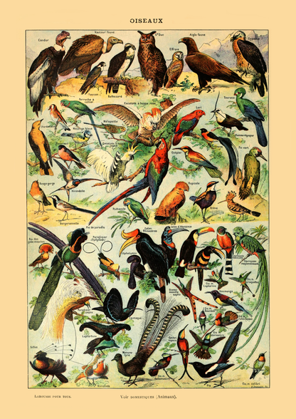 Samling av fugler - Vintage kunstplakat - Retrotrykk