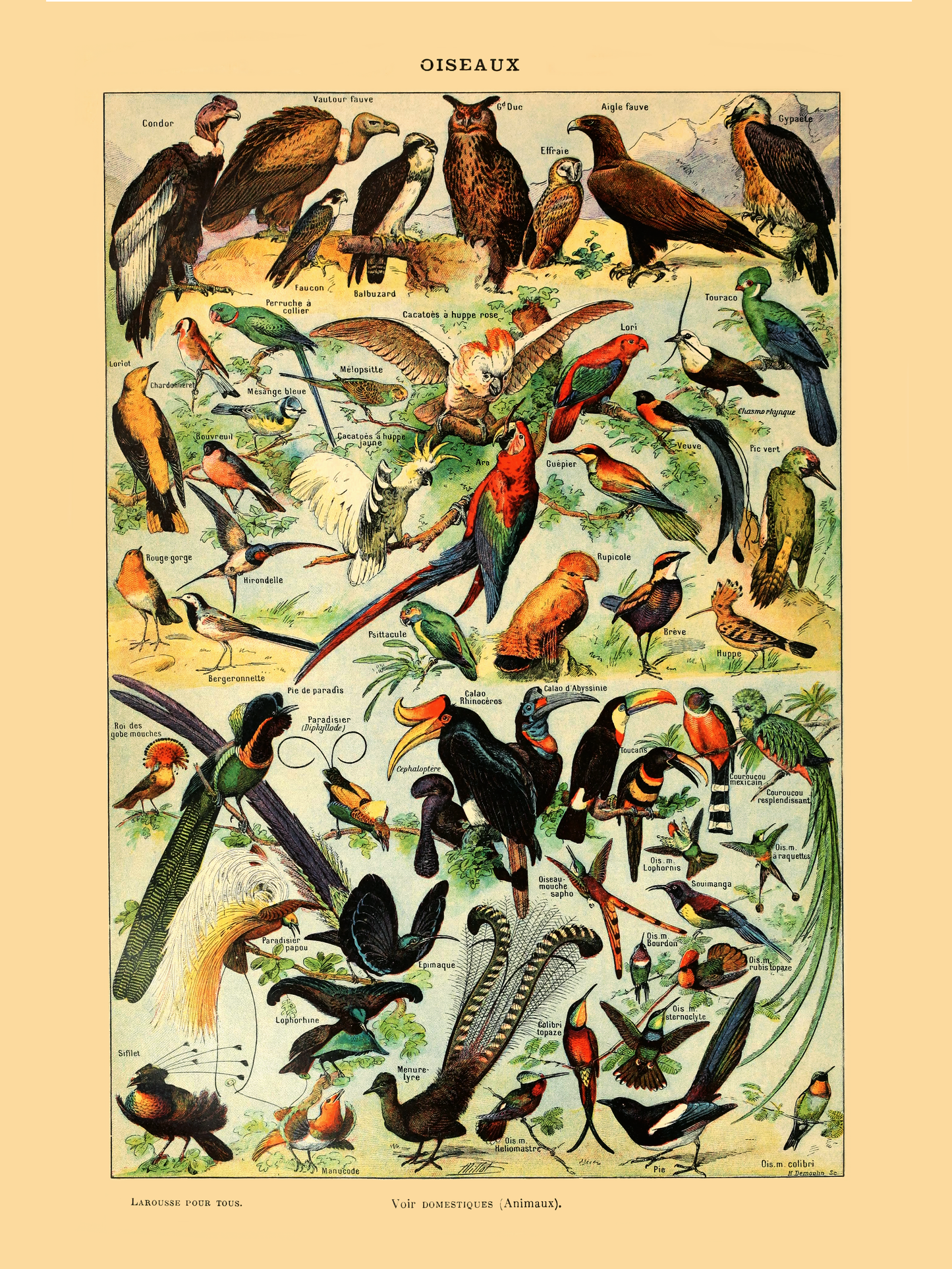 Samling av fugler - Vintage kunstplakat - Retrotrykk