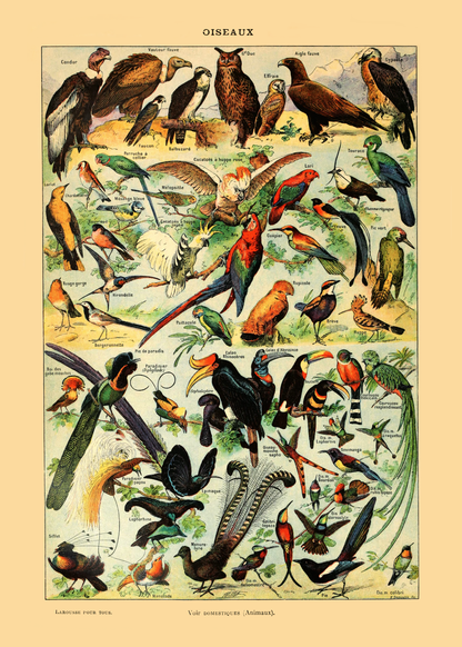 Samling av fugler - Vintage kunstplakat - Retrotrykk