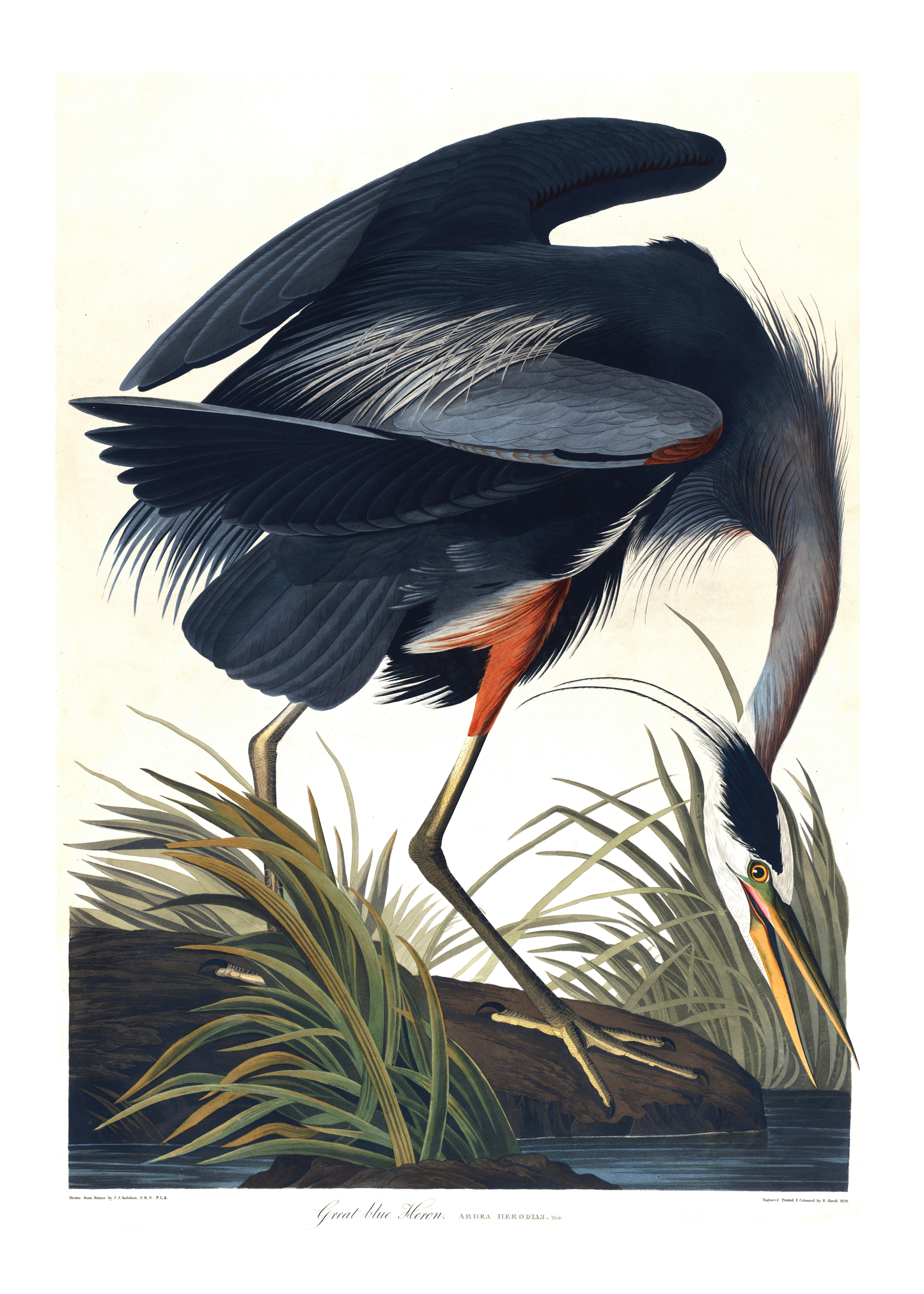 Stor blåhegre – Vintage kunstplakat - Retrotrykk