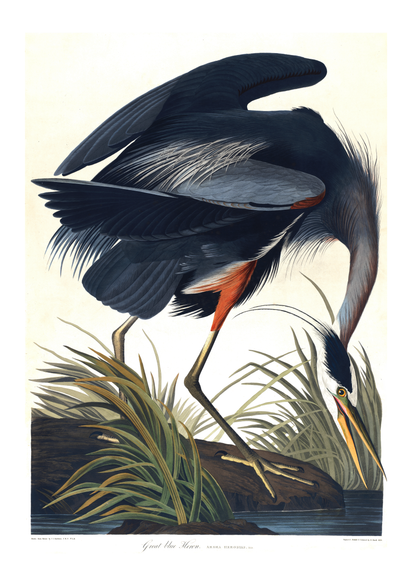 Stor blåhegre – Vintage kunstplakat - Retrotrykk