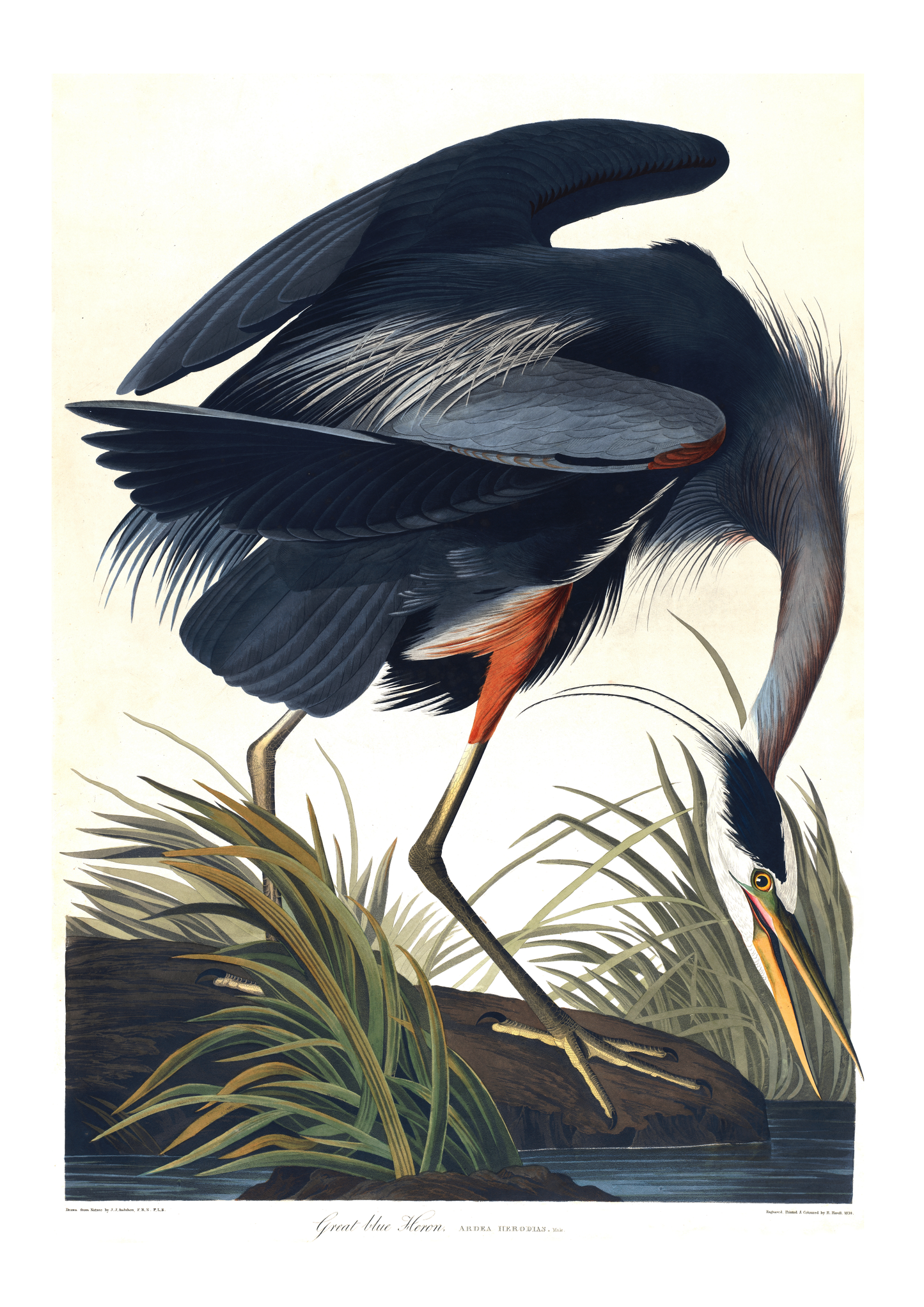 Stor blåhegre – Vintage kunstplakat - Retrotrykk