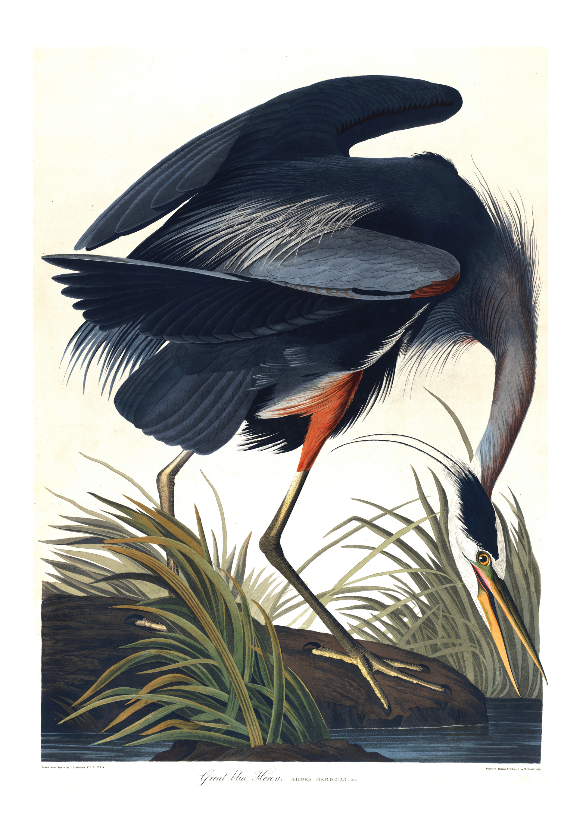 Stor blåhegre – Vintage kunstplakat - Retrotrykk