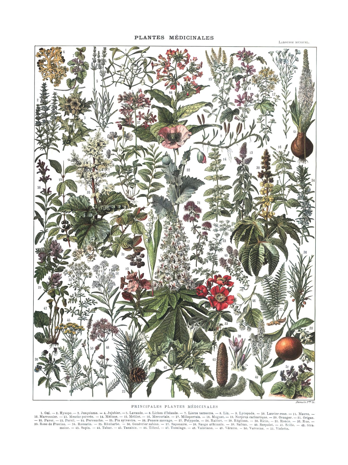 Medisinske planter - Vintage kunstplakat - Retrotrykk