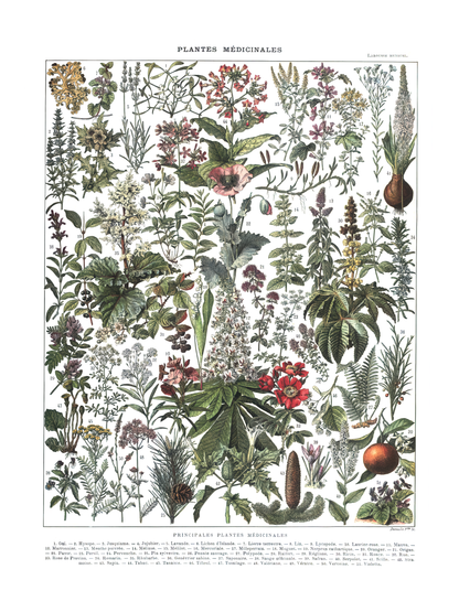 Medisinske planter - Vintage kunstplakat - Retrotrykk
