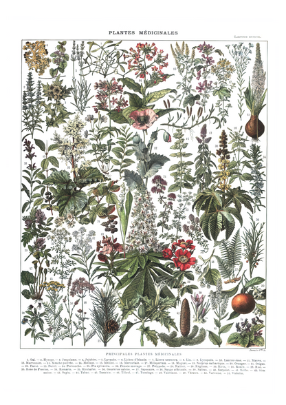 Medisinske planter - Vintage kunstplakat - Retrotrykk