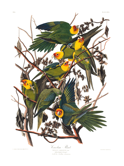 Parakitter – Vintage kunstplakat - Retrotrykk