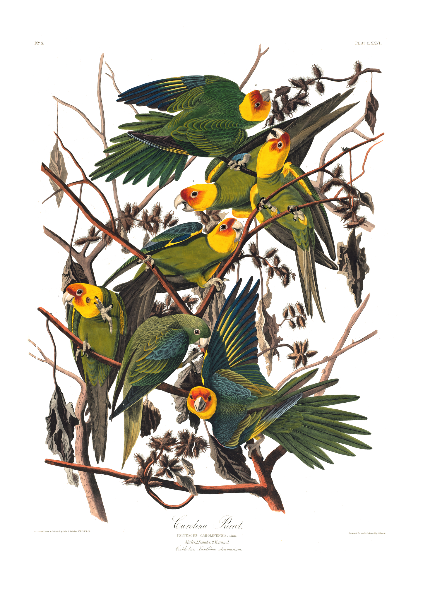 Parakitter – Vintage kunstplakat - Retrotrykk