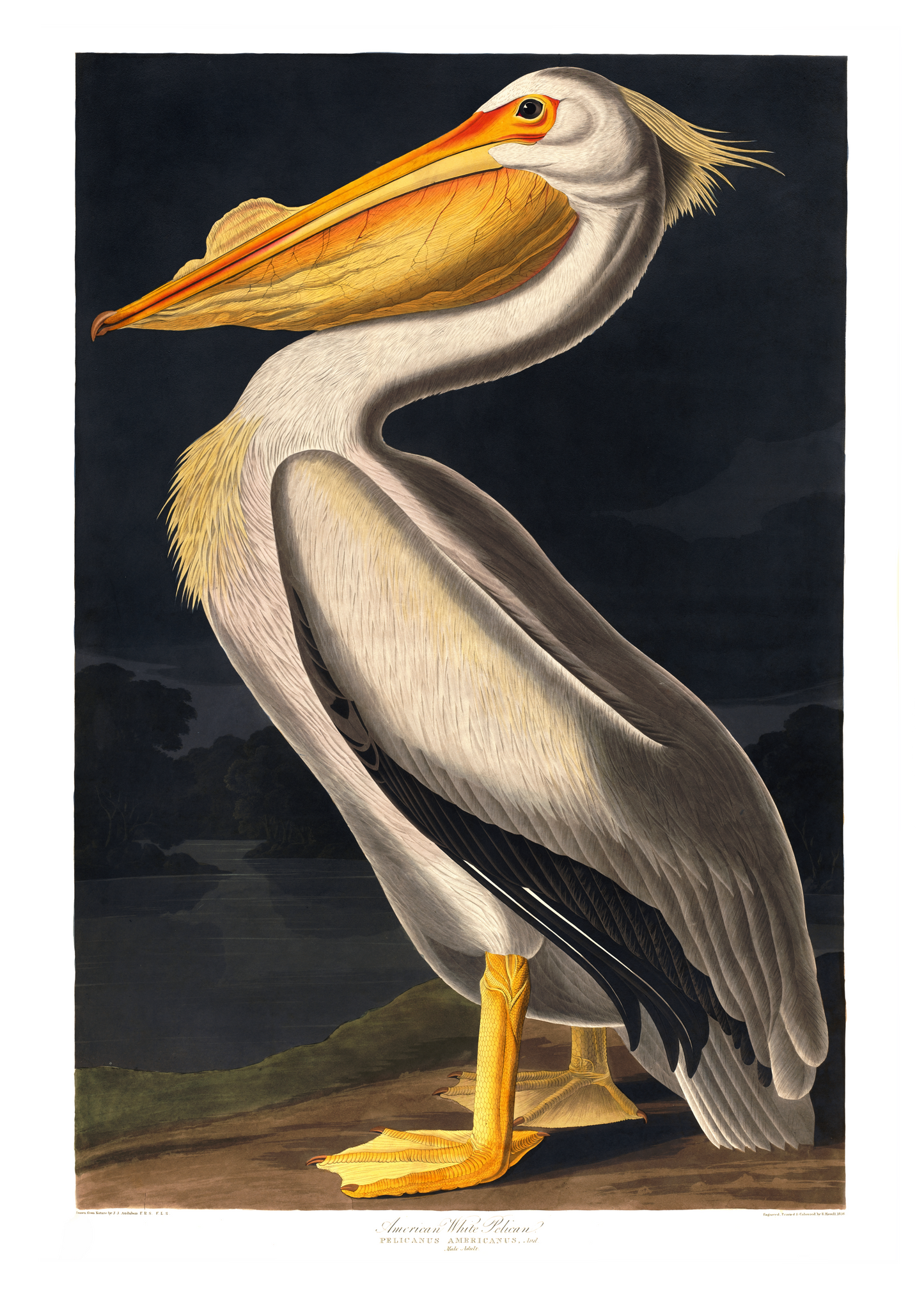 Pelikan – Vintage kunstplakat - Retrotrykk