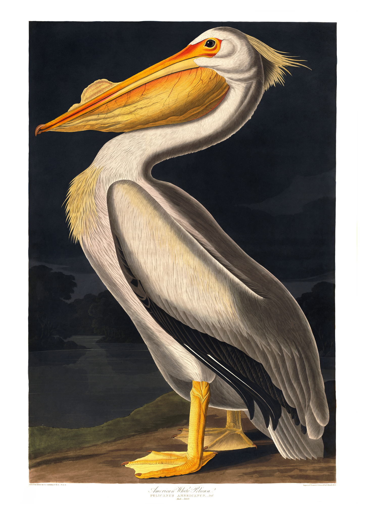 Pelikan – Vintage kunstplakat - Retrotrykk