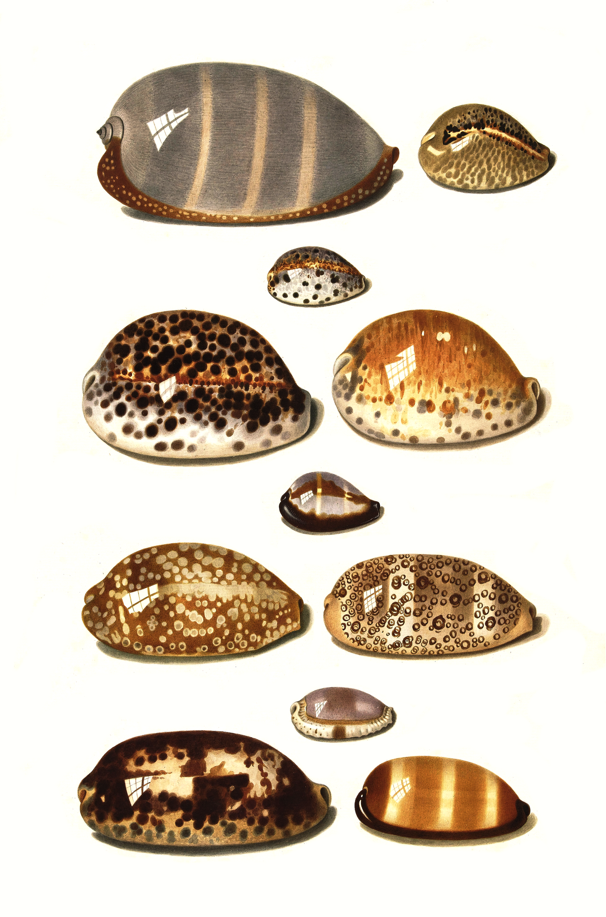 Sjøskjell - Vintage kunstplakat - Retrotrykk