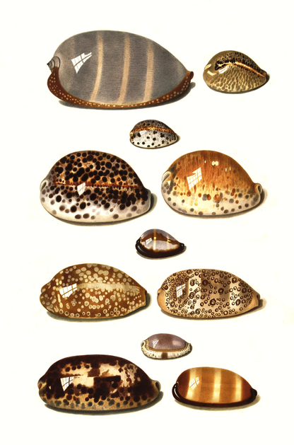 Sjøskjell - Vintage kunstplakat - Retrotrykk