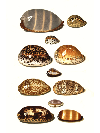 Sjøskjell - Vintage kunstplakat - Retrotrykk