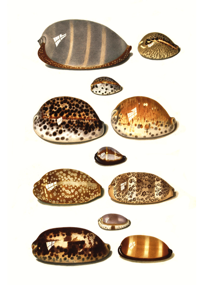 Sjøskjell - Vintage kunstplakat - Retrotrykk