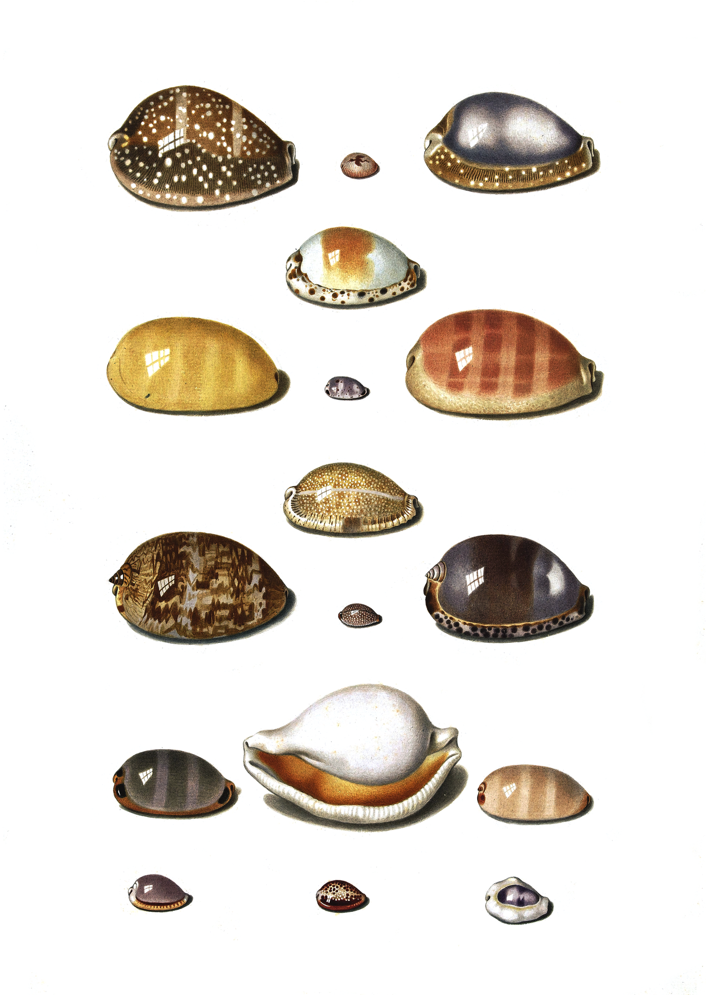 Sjøskjell - Vintage kunstplakat - Retrotrykk