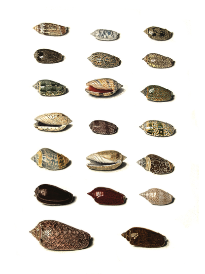 Sjøskjell - Vintage kunstplakat - Retrotrykk