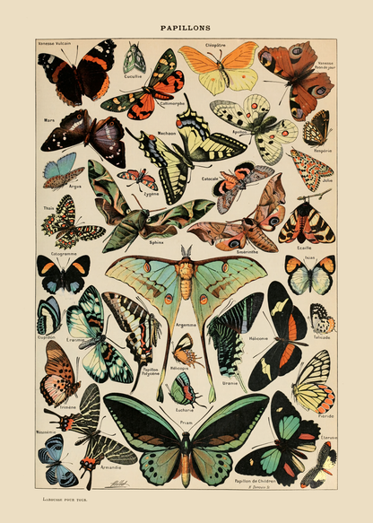 Sommerfugler - Vintage kunstplakat - Retrotrykk