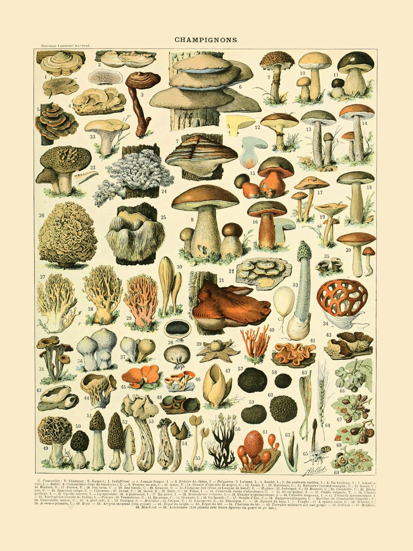 Sopp - Vintage kunstplakat - Retrotrykk