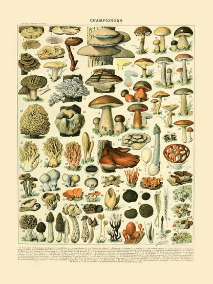 Sopp - Vintage kunstplakat - Retrotrykk