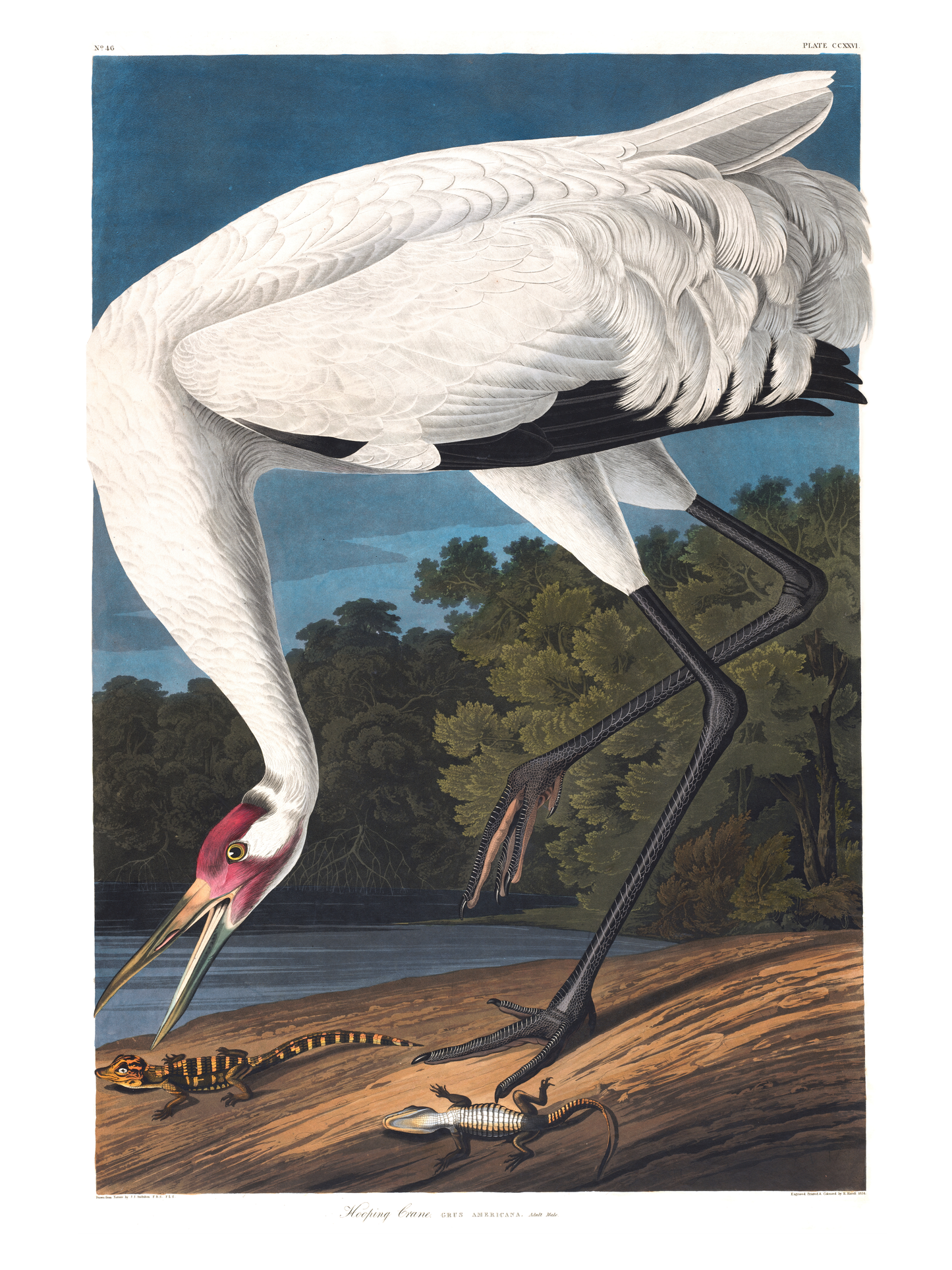 Trompetertrane - Vintage kunstplakat - Retrotrykk