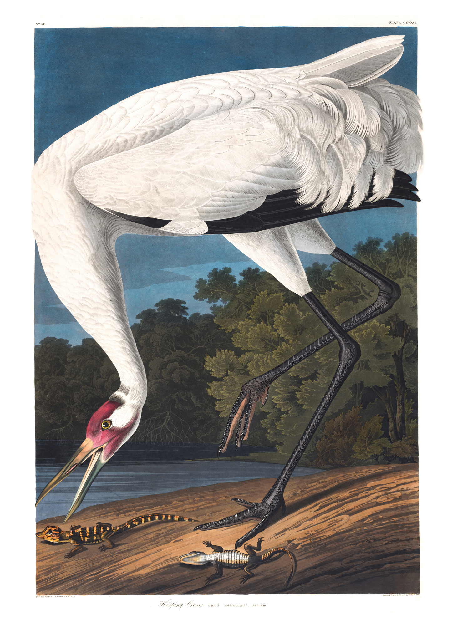 Trompetertrane - Vintage kunstplakat - Retrotrykk