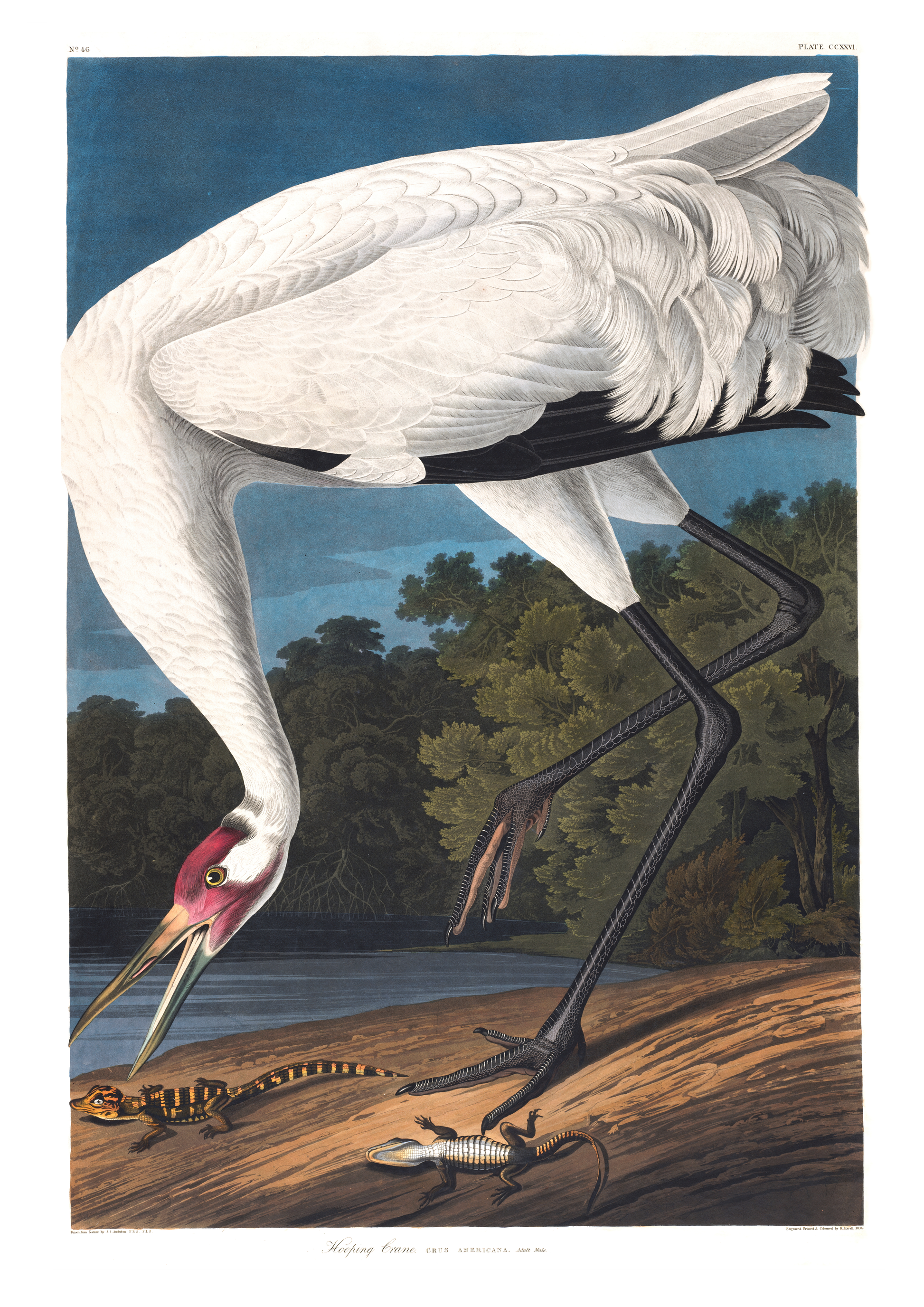 Trompetertrane - Vintage kunstplakat - Retrotrykk