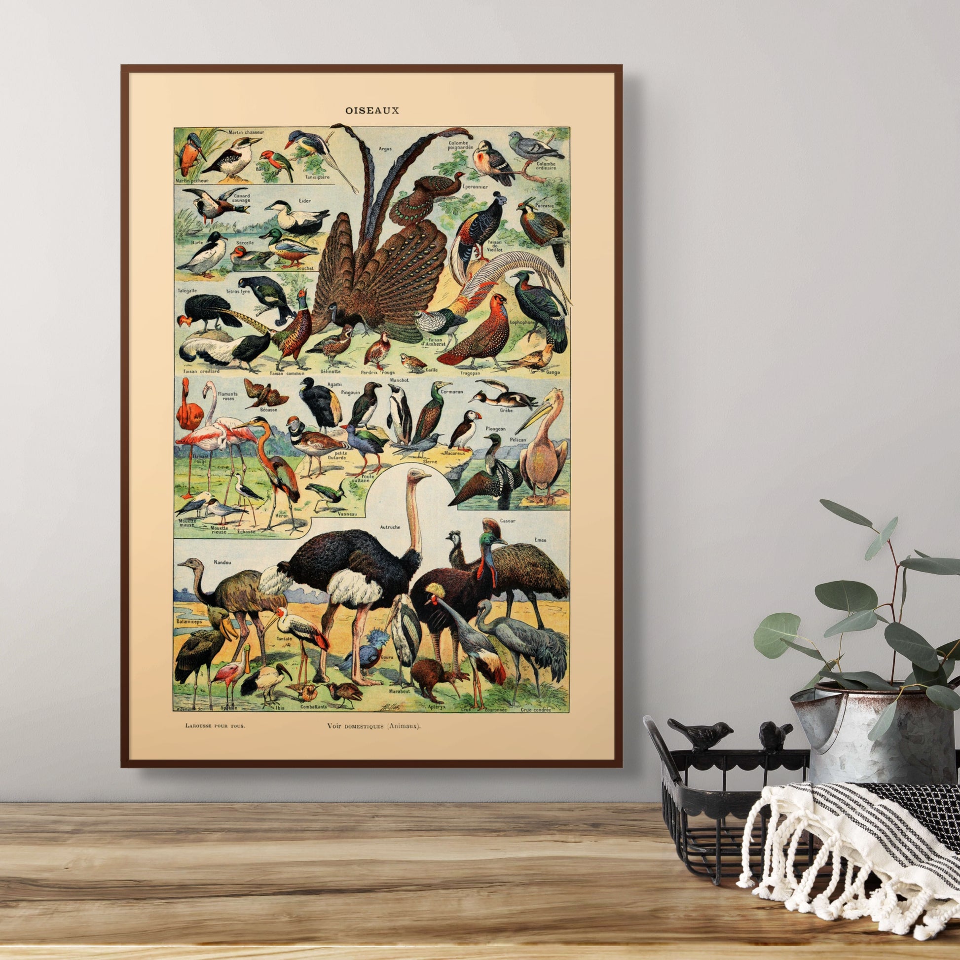 Samling av fugler - Vintage kunstplakat - Retrotrykk