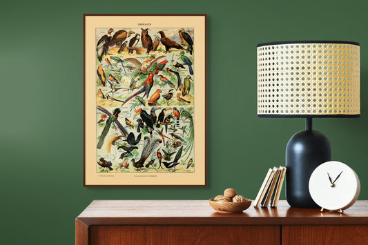 Samling av fugler - Vintage kunstplakat - Retrotrykk