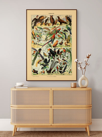Samling av fugler - Vintage kunstplakat - Retrotrykk