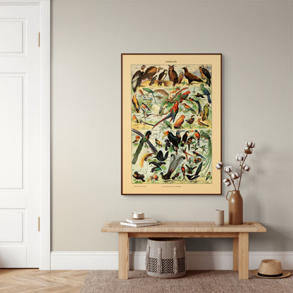 Samling av fugler - Vintage kunstplakat - Retrotrykk