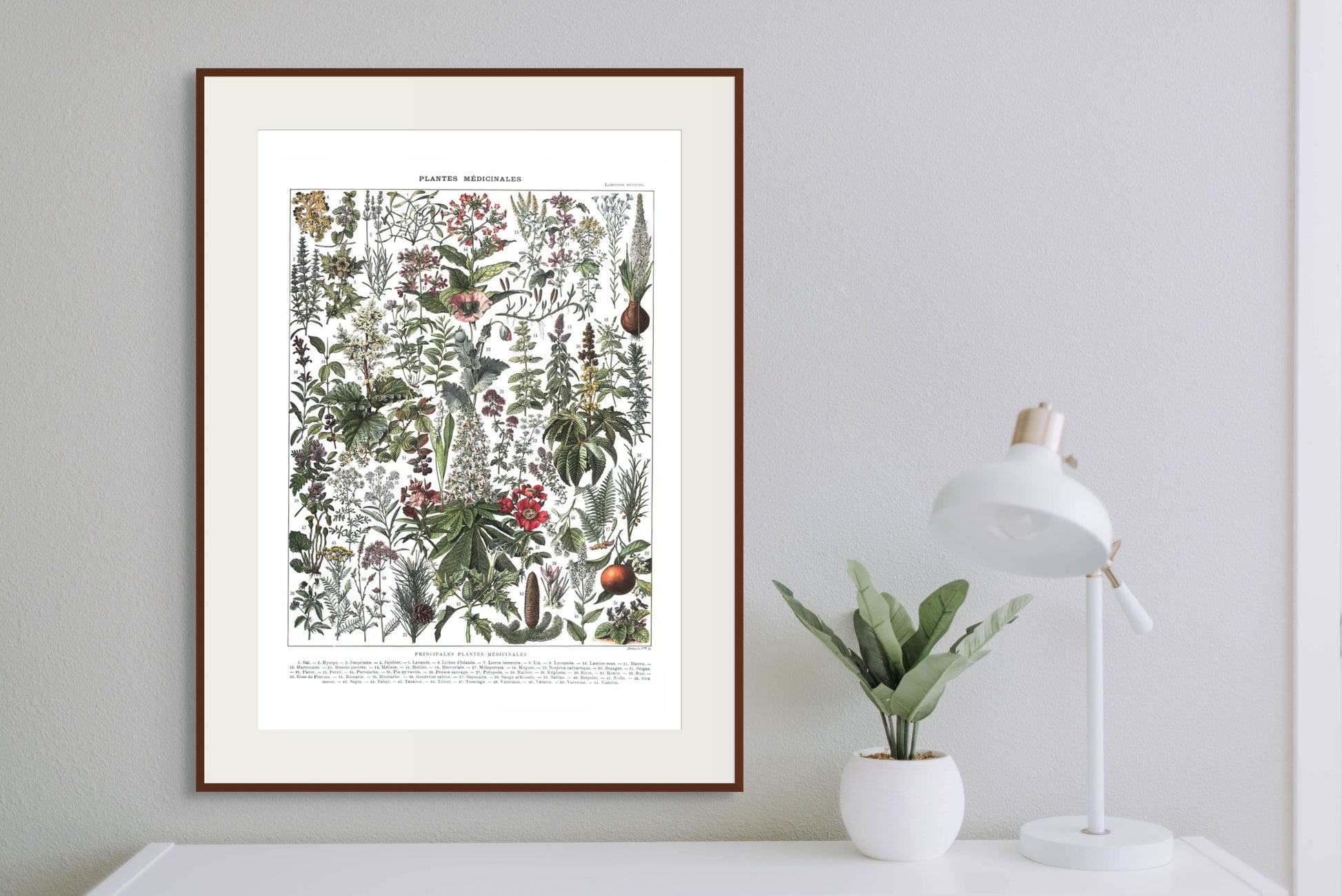 Medisinske planter - Vintage kunstplakat - Retrotrykk