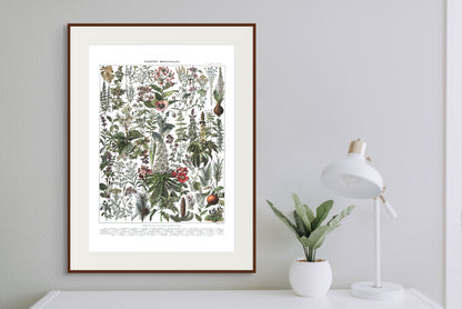 Medisinske planter - Vintage kunstplakat - Retrotrykk