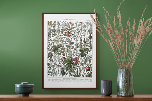 Medisinske planter - Vintage kunstplakat - Retrotrykk