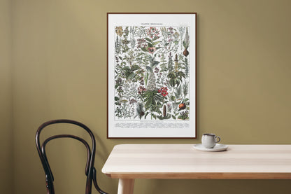 Medisinske planter - Vintage kunstplakat - Retrotrykk