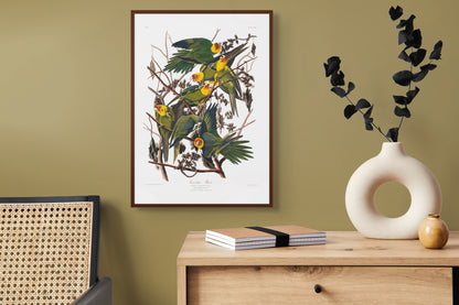 Parakitter – Vintage kunstplakat - Retrotrykk