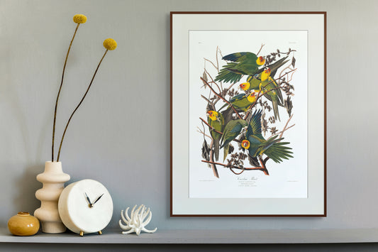 Parakitter – Vintage kunstplakat - Retrotrykk